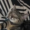 Leia Jacobs - @leia_the_awesome - TikTok