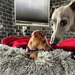 Drakarys and Leia Jones - @drakarysandleia_thejonesiggies - Instagram