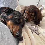 Groot and Leia Jones 🌭🤍 - @grootandleiadachshund - Instagram