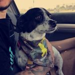 Leia jones - @_leiadog - Instagram