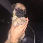 Leia Letti Jones - @leiapug - Instagram
