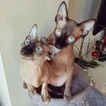 Luke & Leia 🐈‍⬛🐈 - @sphynxlukeyleia - Instagram