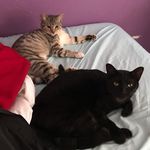 My cats - @maya_key_leia - Instagram