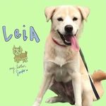 Leia Kim - @leiasworldforever - Instagram
