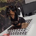 Leia 🐶 - @leia_long_dog - Instagram