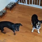 leia & lucy - @leialongdog_lucythechiweenie - Instagram