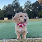 Leia🪐| long haired mini dachshund - @leiathelittlesausage - Instagram