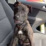 Leia The Puppy - @leia_long_legs22 - Instagram