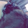 Leia May🐾❤️ - @leia_thefurriest - TikTok