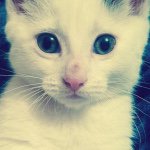 Leia May Mitchell - @princessleiathecatt - Instagram