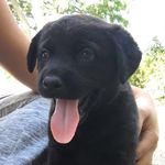 Leia Mitchell - @leia_thepup_mitchell - Instagram