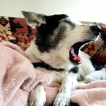 Leia Morris 🐶❤️ - @leia_the_sleepy_doggy - Instagram