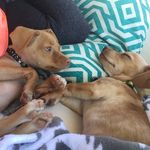 Leia & Luke Muñoz-Higuera - @leia_luke_the_pupps - Instagram