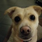 Leia Nelson - @leia_doggo1225 - Instagram
