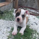 Leia - @leia_la_perry - Instagram