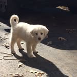 Leia Perry - @leiapuppy1 - Instagram