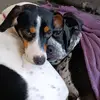 Perry y Leia - @perry.y.leia - TikTok