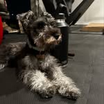 Leia Ramirez - @leiaramireztheminischnauzer - Instagram