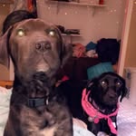 Leia Ray - @somewoofers_momma - Instagram