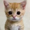 Ray Leia - @ray.leia - TikTok