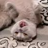 ۞😽😻котик лейка😽😻۞ - @leiascottishfold - TikTok