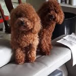 Scott & Leia 🐶 - @scottandleia - Instagram