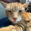 lia_shaffer - @liashaffer_ - TikTok
