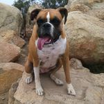 Leia the dog - @leia_shawn_the_dog - Instagram