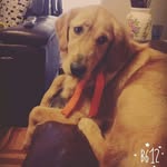 Leia 🐶 - @leia_vasquez_12 - Instagram