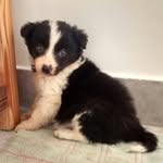 Leia Border Collie - @princesaleiawallace - Instagram