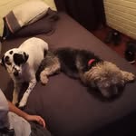Princesa Leia & Mia Wallace - @_leia.mia - Instagram