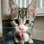 Leia Watson - @itsleiaslife - Instagram