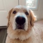 Leia Webb - @leia.the.golden5 - Instagram