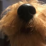 Leia - @leiawelshterrier - Instagram
