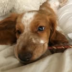 @leia_welsh - Instagram