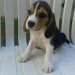 LEIA YOUNG ✨ - @leia_young_thebeagle - Instagram