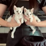 Leif & Freyja - @leifandfreyja - Instagram