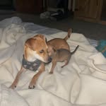 Brittany Leigh Arnold - @sjmom2021 - Instagram