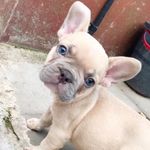Umi Leigh-Bates - @umi_thefrenchie - Instagram