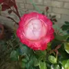 leighbensonboothby - @leighbensonboothby - TikTok