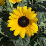 Leighton Buzzard Garden Centre - @leightonbuzzardgarden - Instagram