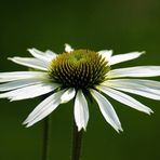 Leighton moss RSPB - Facebook