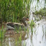 Leighton Moss RSPB reserve - Facebook