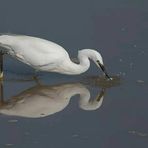 RSPB Leighton Moss Nature Reserve - Facebook