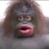 Wise_Monke_Old_Monke - @leightonwright279 - TikTok