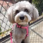 leighton lopez - @leighton_wuv_mypuppy - Instagram