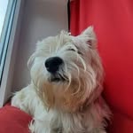 leighton Lopez - @leighton.wuvmypuppy - Instagram
