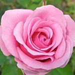 Laila Abboud - @laila.abboud.393 - Instagram