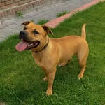 Leila_pitbull👑 - @leila_adel_warriors_hanna - Instagram