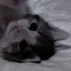 leilaash_ - @leilaash_ - TikTok